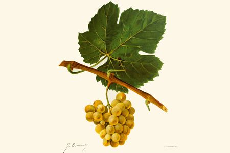 An illustration by J. Troncy of savagnin grapes from Ampelographie: Traite General de Viticulture.