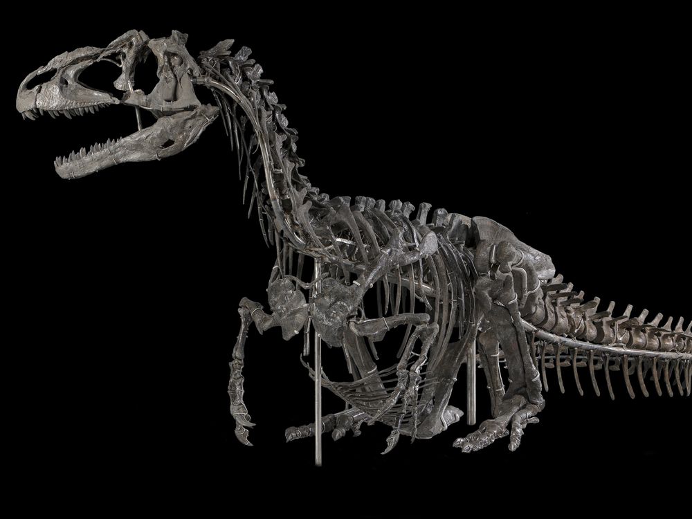 This October and November, @​NMNH visitors of all ages can learn about everything from bison to tuna fish, ancient proteins to changing coastlines. Plus, the mu