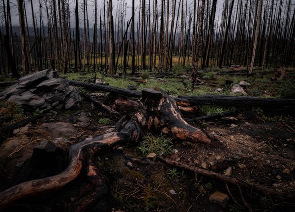 Roots in the Ashes thumbnail