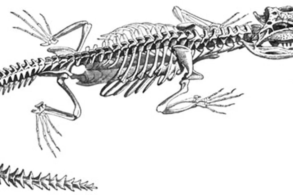 The crocodile, last of the crurotarsans