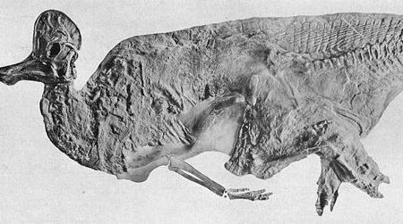 A Corythosaurus with skin impressions--similar to this one on display at the American Museum of Natural History--was lost when a German military vessel sank the SS Mount Temple on December 6, 1916.