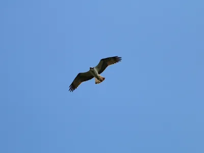 One of the adult ospreys in&nbsp;the breeding pair