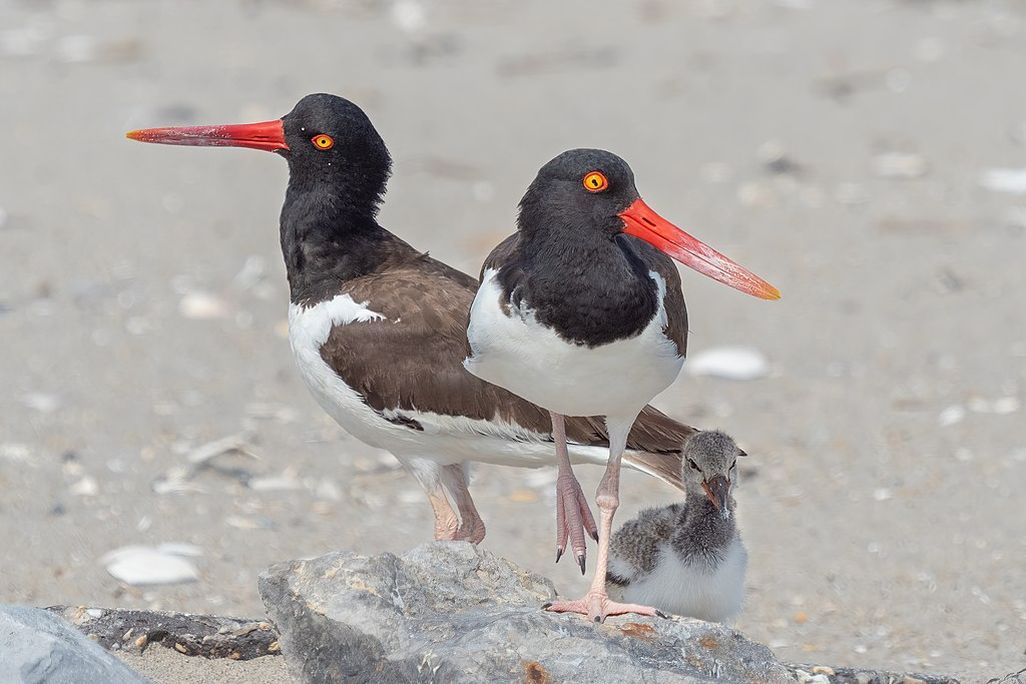 Two large birds standing next to a chick