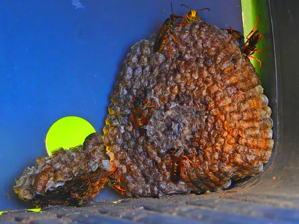 Wasp Nest thumbnail