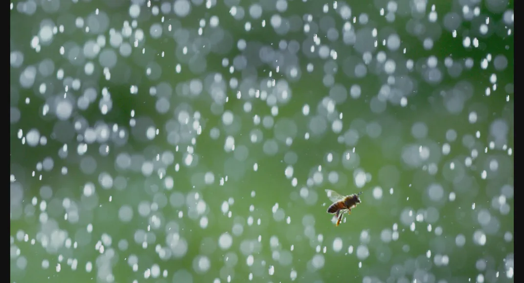 See the Amazing Images That Showcase the Short, Brilliant Lives of Honeybees Throughout the Seasons