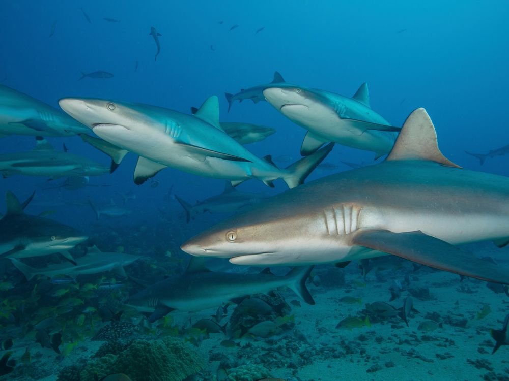 A group of grey reef sharks