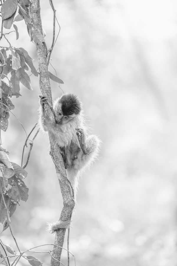 Baby Capuchin Monkey clinging on a vine thumbnail