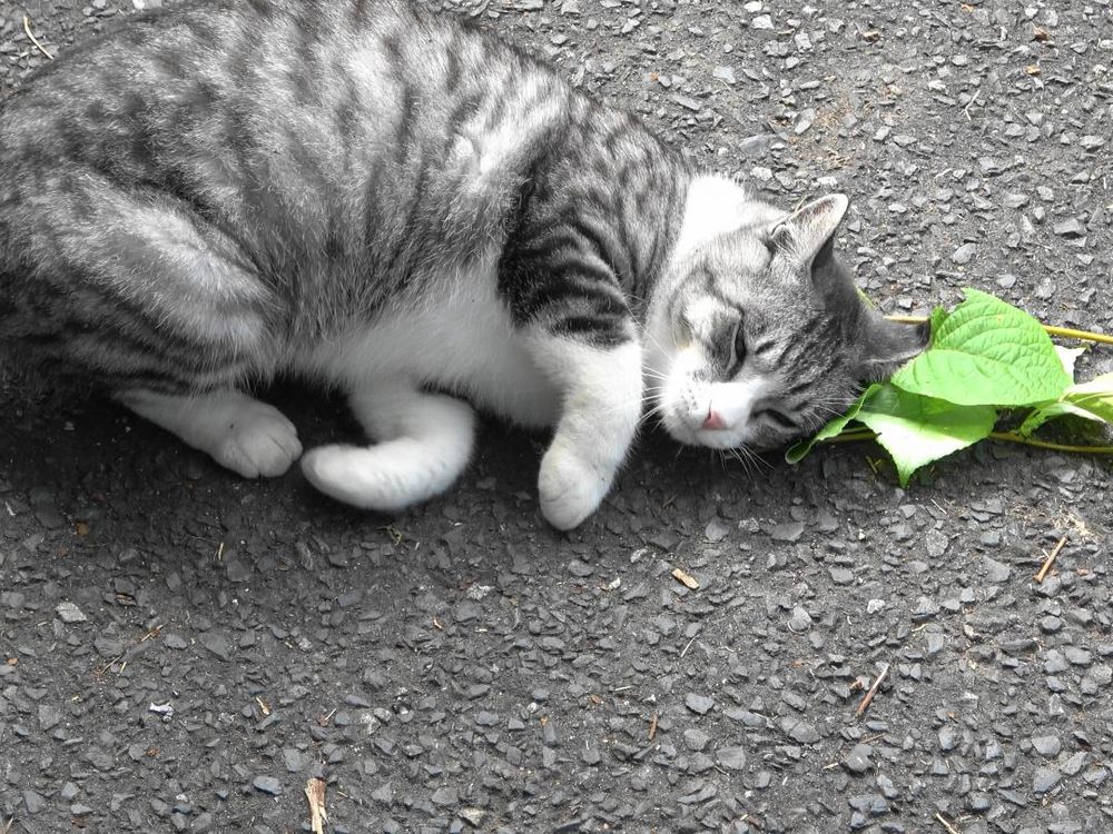 A grey and white cat lays near a stem of silver vine