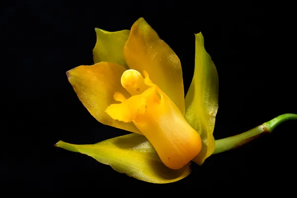 Lycaste sp. Orchid thumbnail