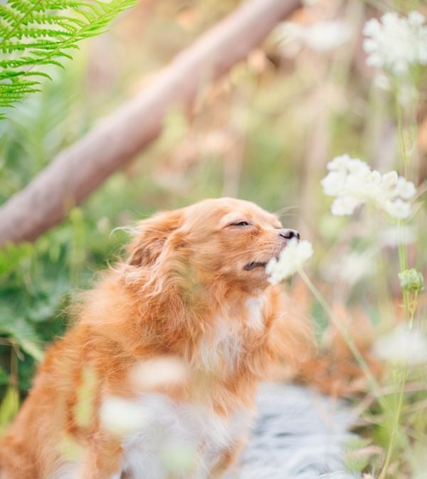 Dog Smelling the Flowers in Blue River thumbnail