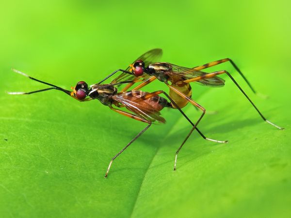 Mating gymnastics thumbnail