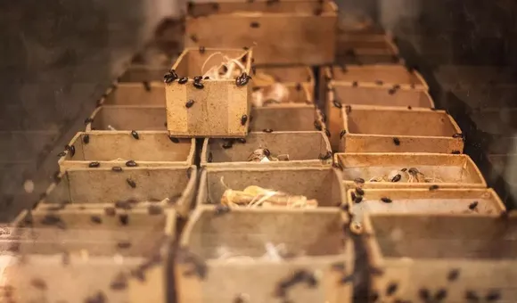 A shelf of brown boxes with white bones peeking out of the top has small black beetles crawling all over them.