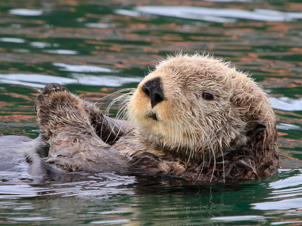 Sea Otter | Smithsonian Photo Contest | Smithsonian Magazine