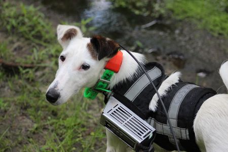 A terrier fitted with GPS remote tracking device and camera 