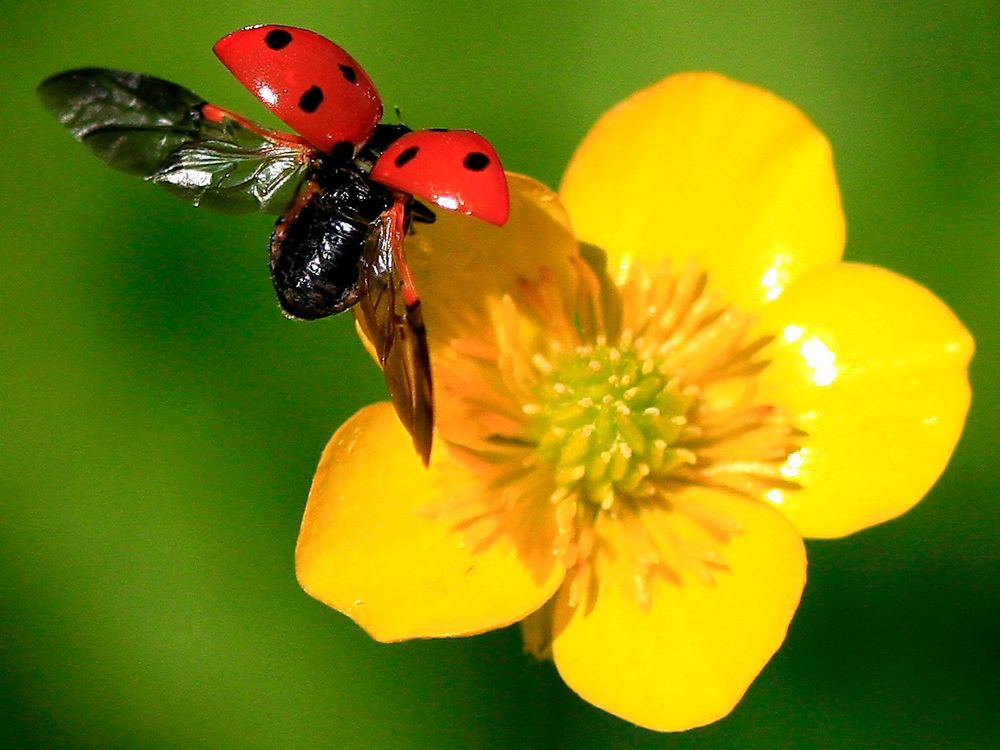 ladybug flight