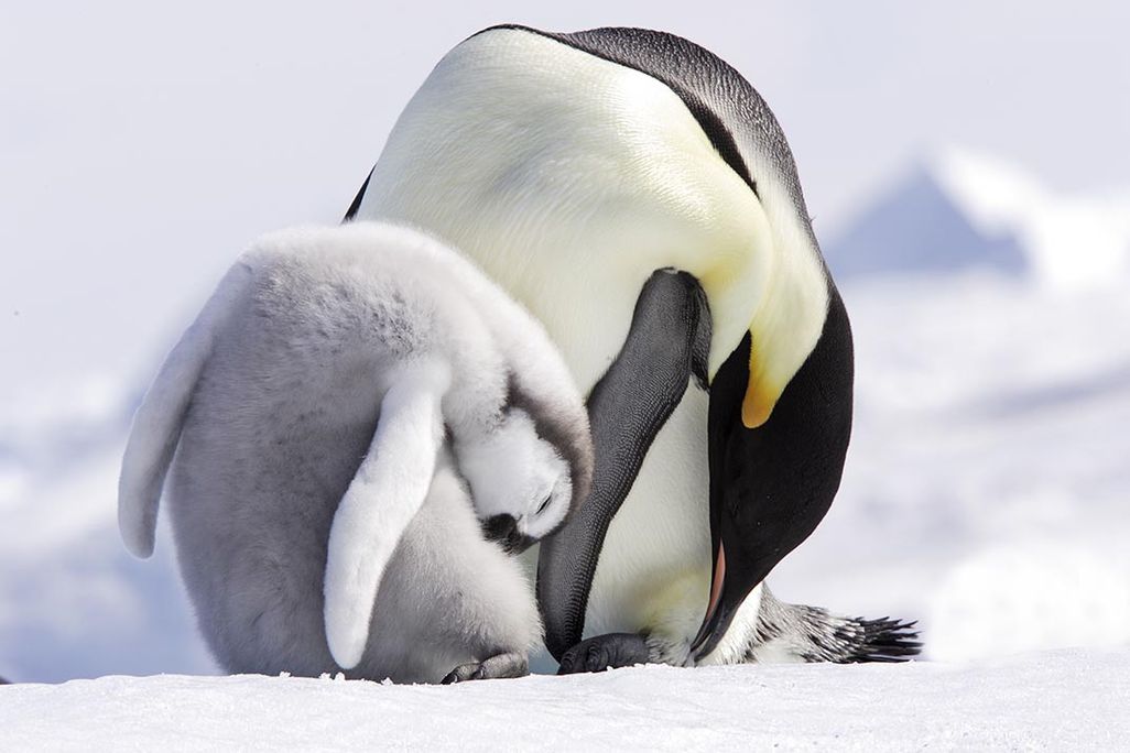 Emperor penguins preening 