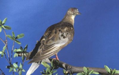 Martha, the last surviving member of the passenger pigeon species