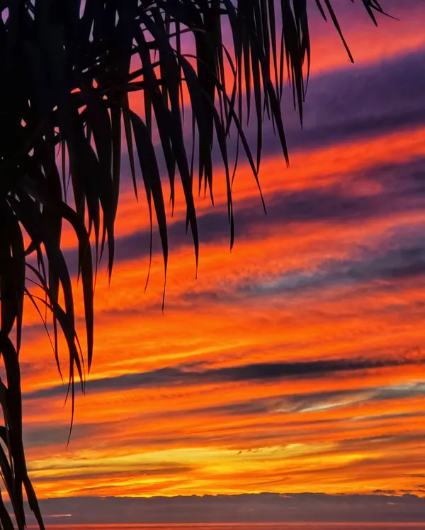 Fronds and Fire in the Sky thumbnail