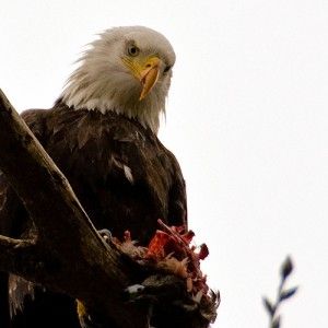 20110520102345baldeagle-300x300.jpg