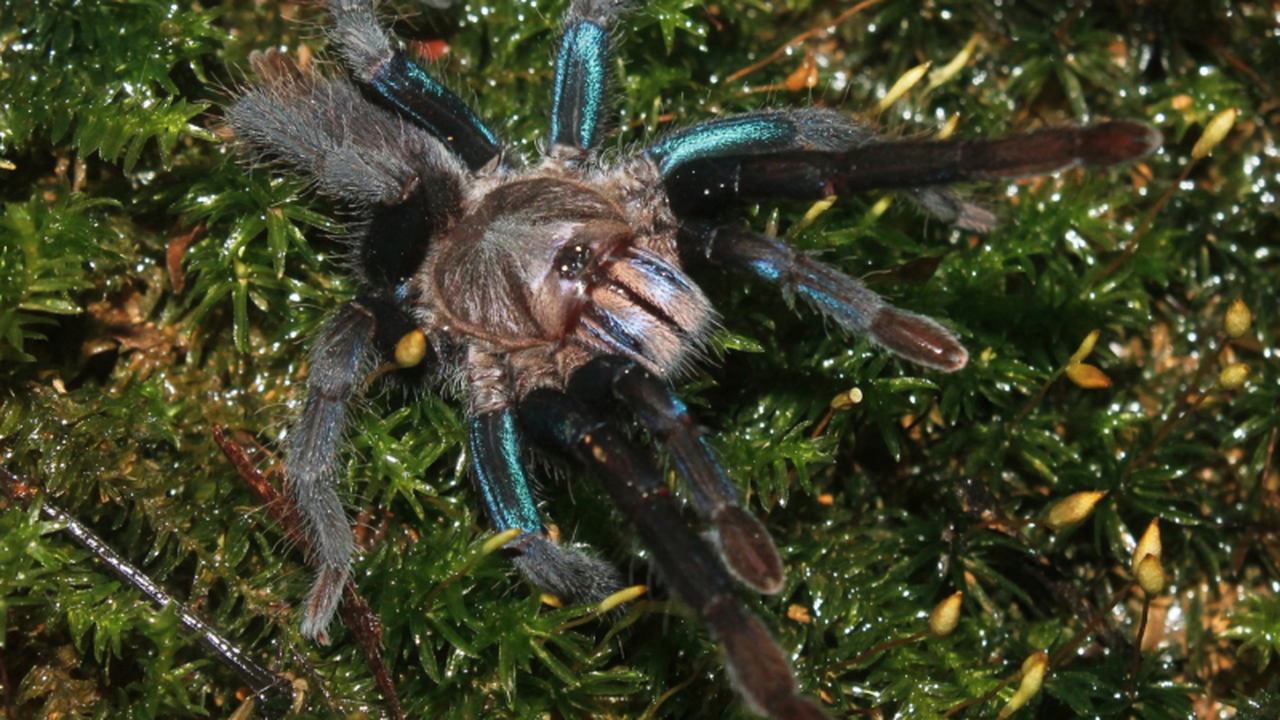 Turquoise-Tinted Tarantula Discovered in Sri Lanka