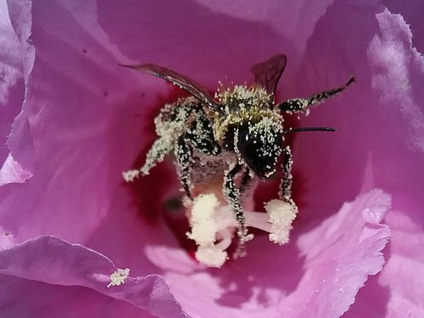 Bee covered in pollen thumbnail