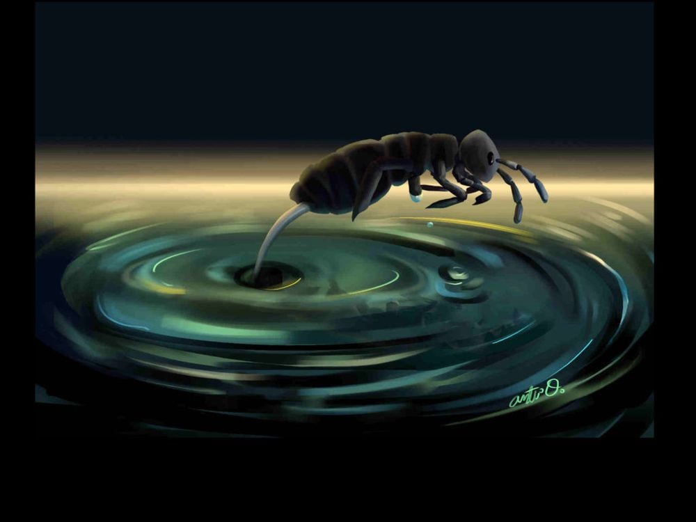 Illustration of springtail