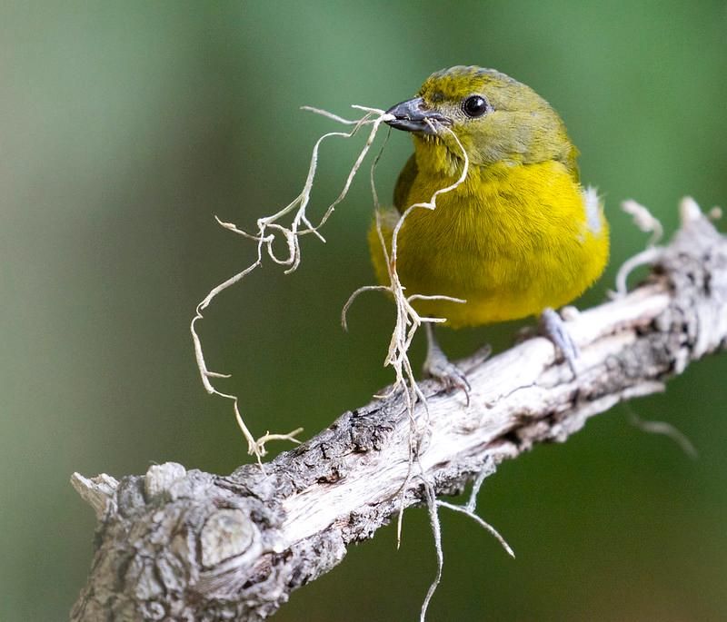 A yellow and gray songbird is perched on a branch holding long, stringy nesting material in its beak. The background is mottled green and brown.