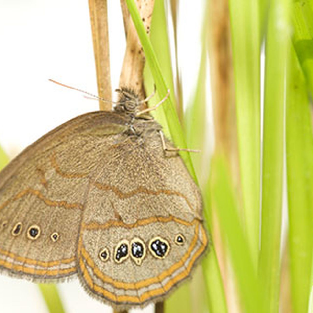 レアデック　Butterfly レアデックButterfly