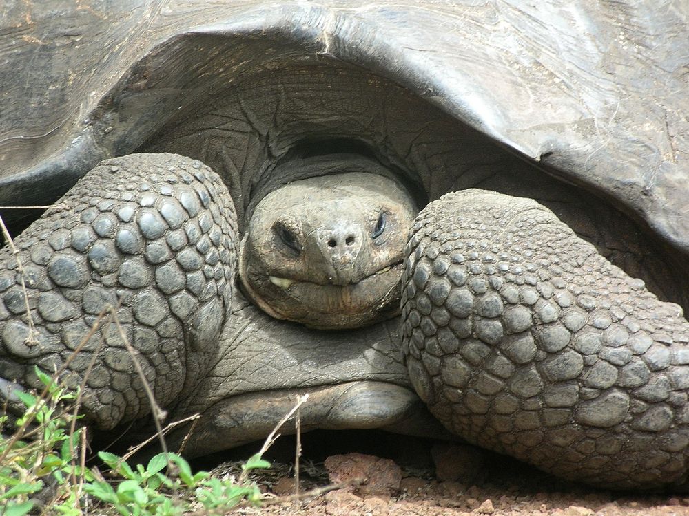 Galapagos tortoise