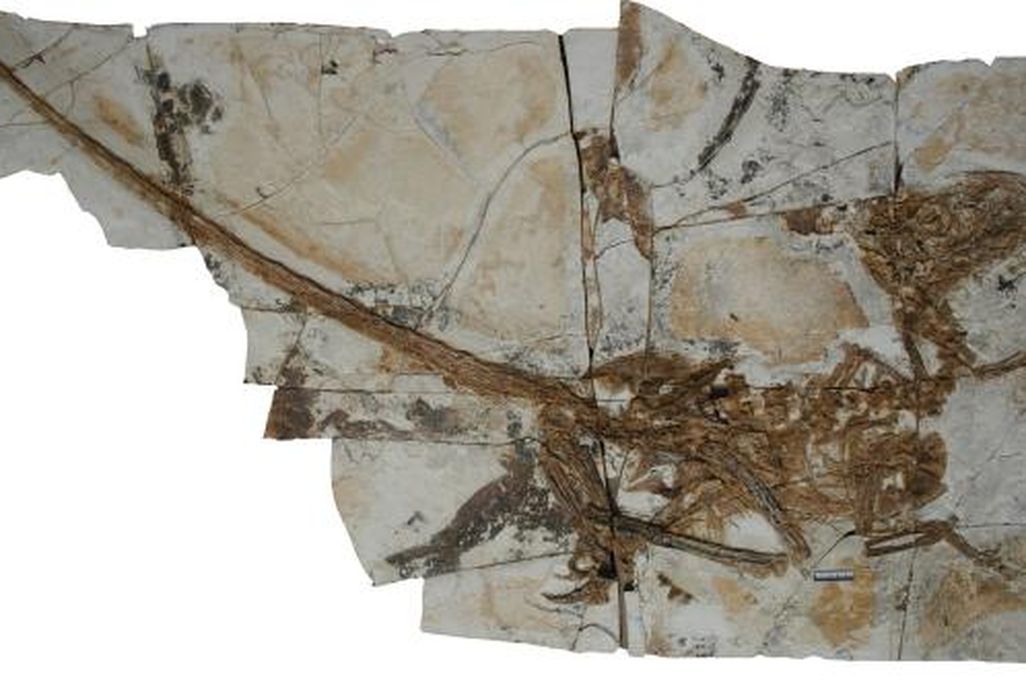 20110520083158tianyuraptor-skeleton.jpg