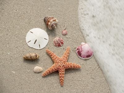 America's beaches are filled with treasures for beachcombers. 