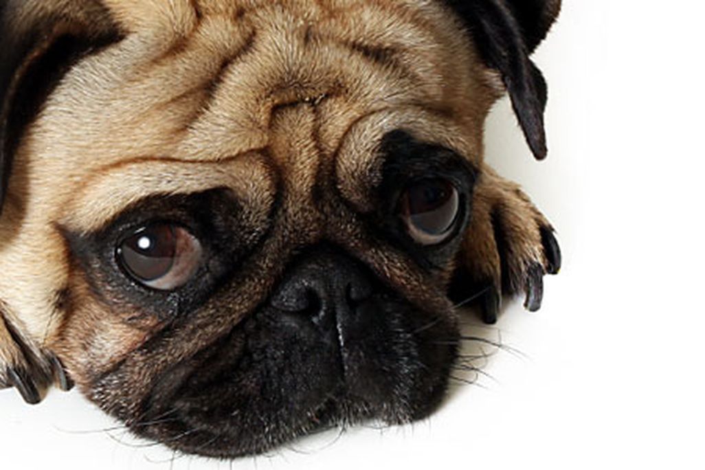 Domestic Pug