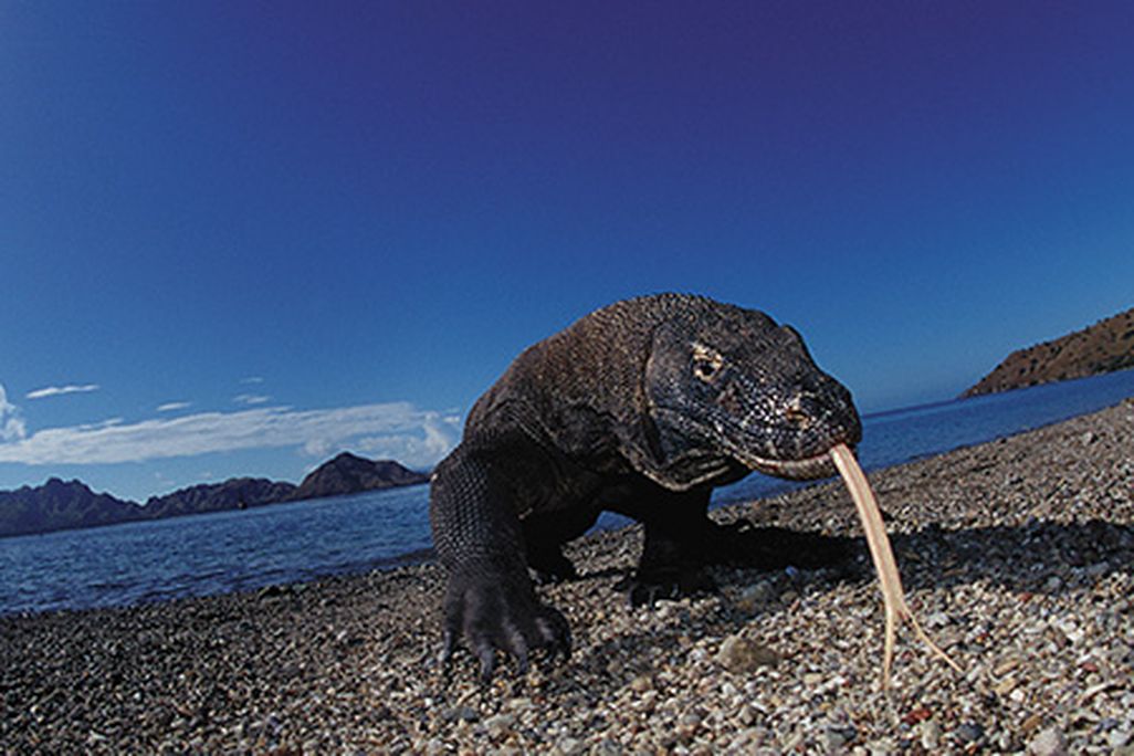 The-Dragon-King-Komodo-Dragon-631.jpg