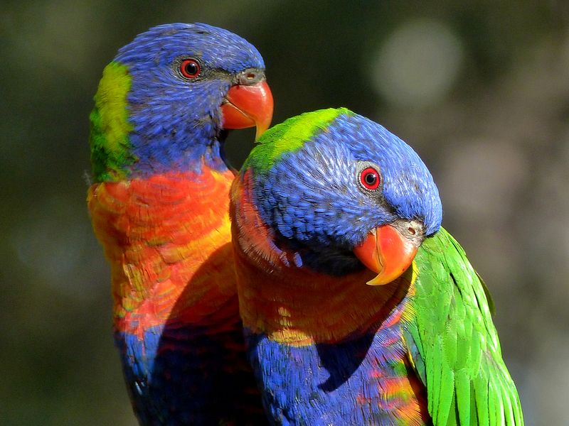 Rainbow Lorikeets | Smithsonian Photo Contest | Smithsonian Magazine