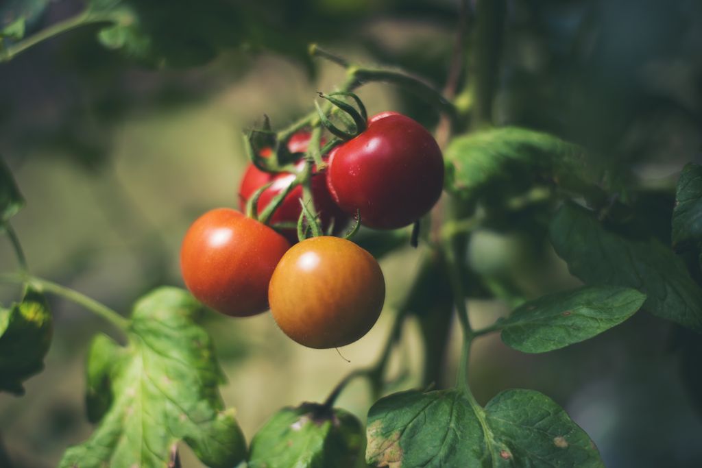 tomatoes on the vine