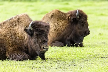 One hundred wood bison will be reintroduced to the Alaskan wilderness later this month, somewhere they have not lived in the wild for over a century. 