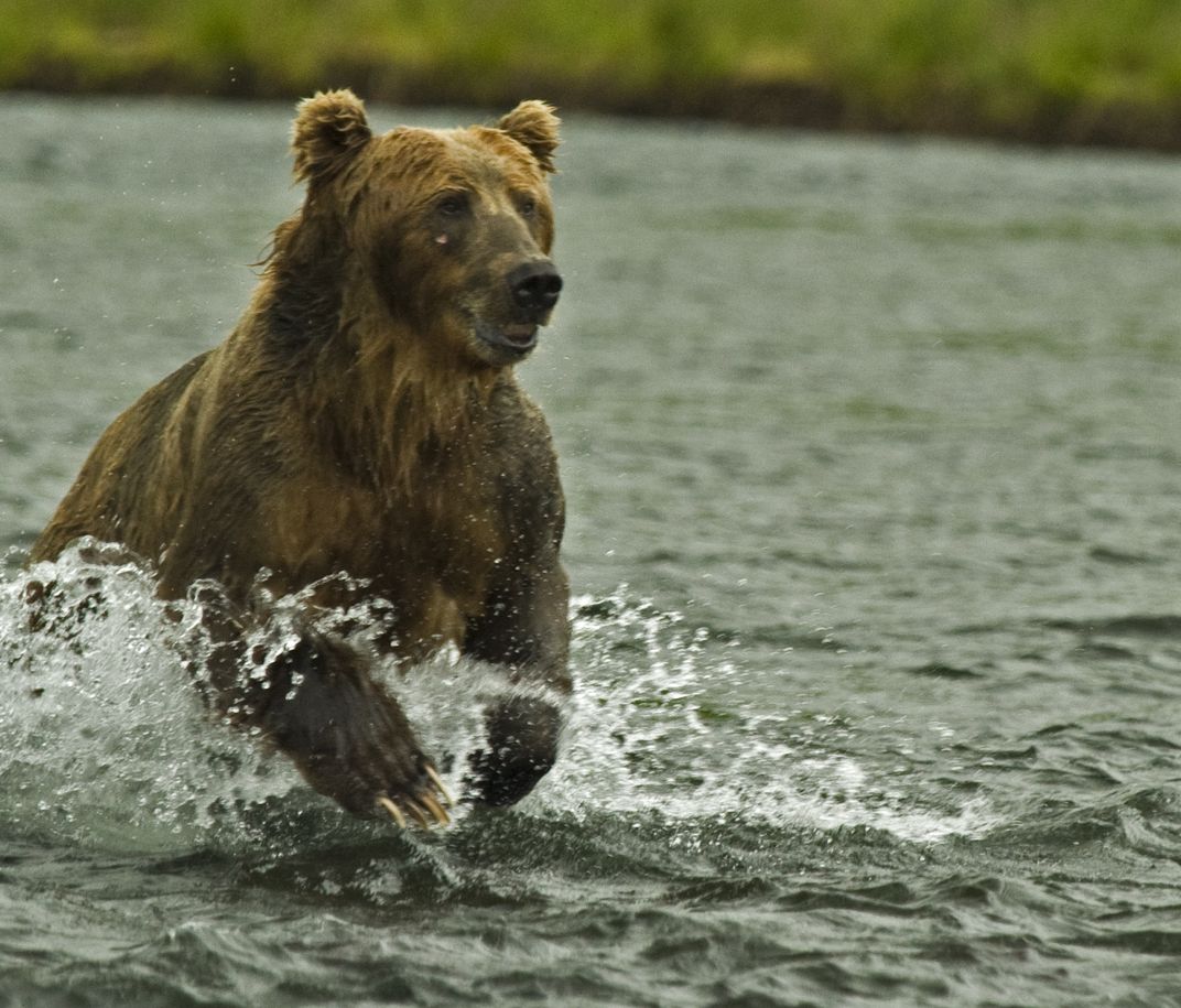 Salmon fishing on Kodiak Island, Brown bears catching salmon ...