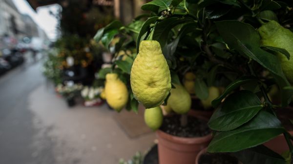 Lemon tree on a Parisian sidewalk thumbnail
