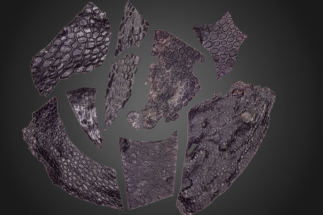 Fossilized Skin