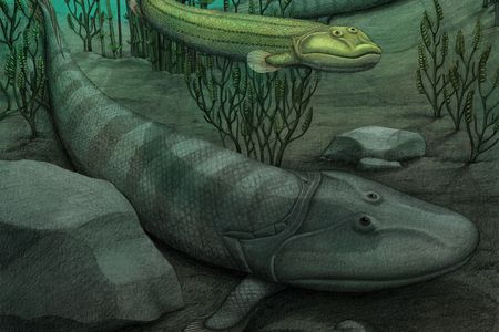 Qikiqtania wakei (top) was more suited to swimming than its larger cousin Tiktaalik (bottom).