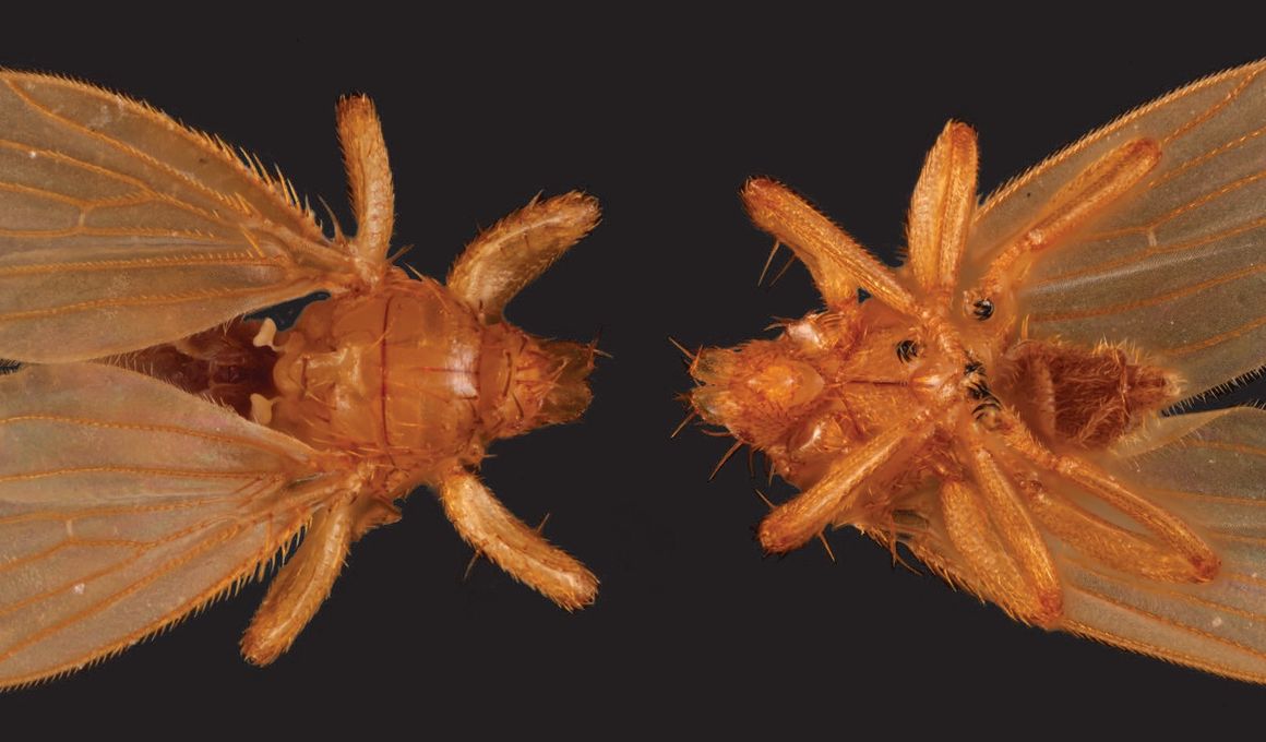 National Museum of Natural History Blog | Smithsonian Magazine