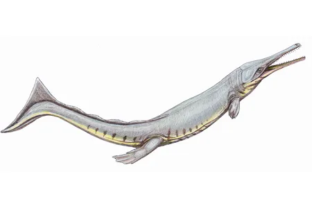 Cricosaurus suevicus is an ancient relative of modern crocodiles that spent its life in the ocean. 