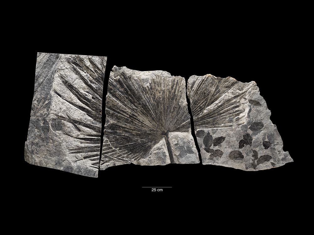 Fossil Palm Leaf