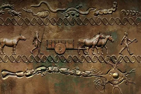 Genes that significantly increase risk of developing multiple sclerosis were introduced to northwestern Europe by herders who migrated from the east around 5,000 years ago.