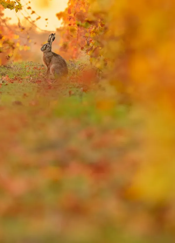 Autumn colors thumbnail