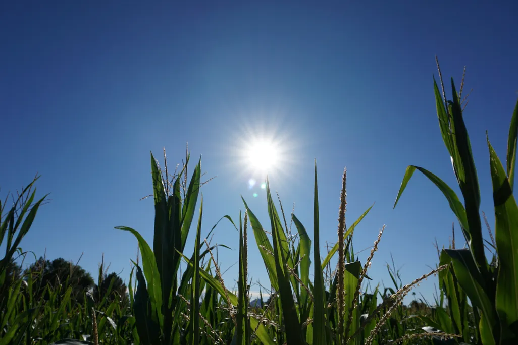 cornstalks under a blue sky with the hot sun in the center