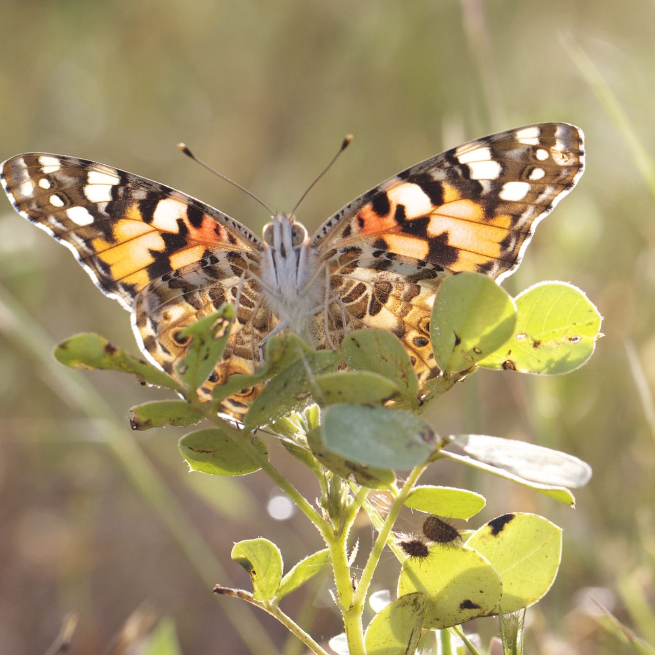 These Stunning Butterflies Flew 2,600 Miles Across the Atlantic