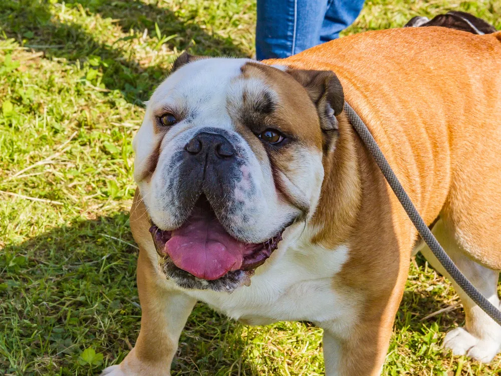 An image of an english bulldog standing in the grass and looking at the camera