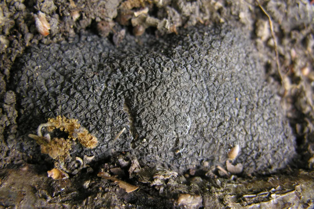 A black truffle in the soil. The photo shows the truffle upclose to show it's jagged texture