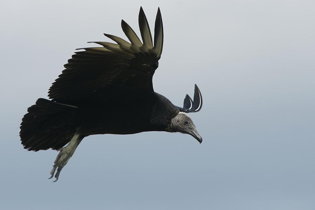 Coragyps_atratus_(landing).jpg